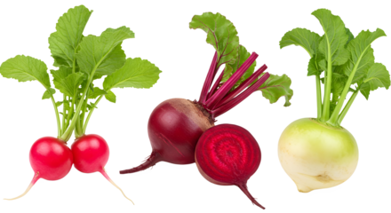 Set of 3 different vegetables isolated on white background with clipping path – fresh ginger, turmeric, and galangal root, organic herbal spices used in cooking, healthy nutrition, Ayurveda, and natur