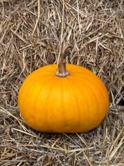 pumpkin on the ground