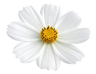 Close Up of a White Cosmos Flower.