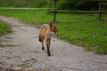 A red fox walks quietly along a gravel path in the Isola della Cona Nature Reserve, where nature and human traces gently intertwine. A fleeting moment of wildlife in a shared environment.