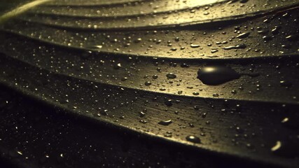 Slow Motion Macro Slider Shot of Water Droplets Resting on a Tropical Leaf Surface, Highlighting Texture, Light, and Natural Details at 1000 fps - Powered by Adobe