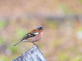 Common chaffinch, Fringilla coelebs, sits on a tree. Common chaffinch in wildlife.