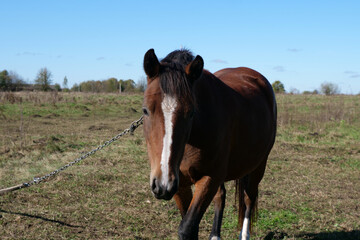 Fototapeta premium Horses graze in the field. Agriculture. Caring for horses.