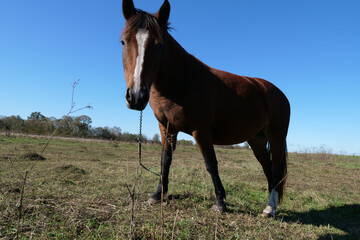 Horses graze in the field. Agriculture. Caring for horses.