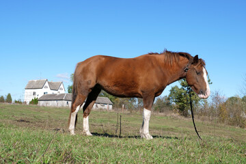 Obraz premium Horses graze in the field. Agriculture. Caring for horses.