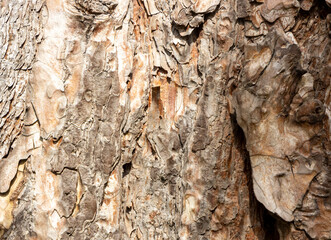 Maritime Pine, Pinus pinaster trunk symbol. Texture made of maritime pine tree bark. Beautiful Maritime Pine, Pinus pinaster trunk background. Conceptual image. Peaceful nature.