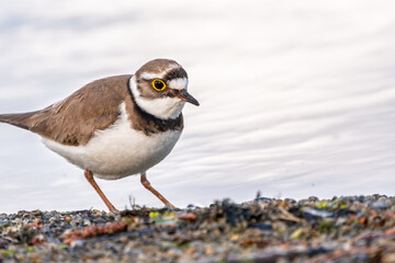 Little ringed plover (Charadrius dubius), bird standing on the lake shore