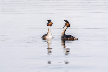 Mating games of two water birds Great Crested Grebes. Two waterfowl birds Great Crested Grebes swim in the lake with heart shaped silhouette