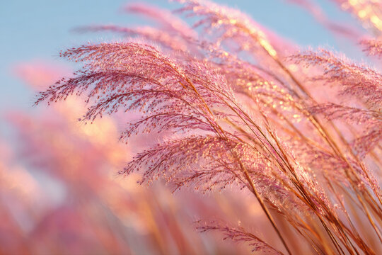 Pink Grass in the Breeze