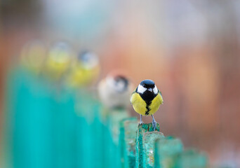 Funny little birds tits and sparrows sitting in a row on a wooden fence © nataba