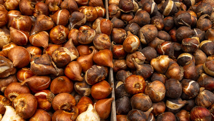 Tulip bulbs corms in wooden box on flower's market in Amsterdam. Tulip Bulbs for Sale Amsterdam Market. Full coverage image of tulip bulbs. Concept image.