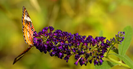 Vibrant Butterfly Sipping Nectar A Close Up of a Butterfly Bush with a Beautiful Patterned Winged Insect