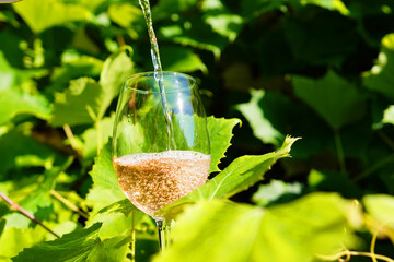 Pouring Sparkling Wine In Glass in Lush Vineyard During Sunny Afternoon. Sparkling wine is being poured in clear glass placed among vibrant green grape leaves. Vineyard background on sunny day.