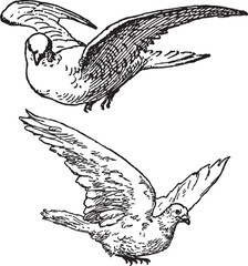 Medieval dove bird vector illustration