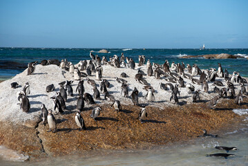 pinguini sud africa