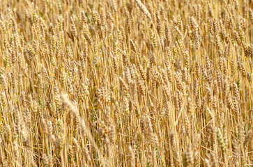 Calm and even background of ripe wheat ears. Neutral natural pattern in golden tones. Perfect textured backdrop for text, design projects, or website header.