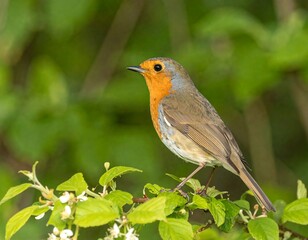 Fototapeta premium Robin perched on a branch