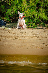 View from the water of a white Bull Terrier resting on a strip of sandy beach under shady trees. Serene coastal landscape with a dog. Red collar.