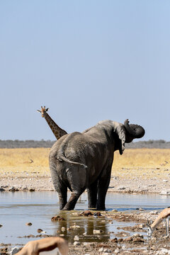 Elefani nel parco naturale Etosha in Africa