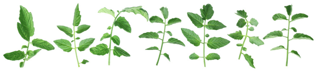 Tomato plant branches with green leaves isolated on white, set