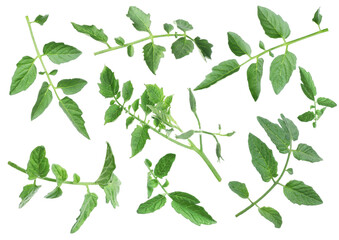 Tomato plant branches with green leaves isolated on white, set