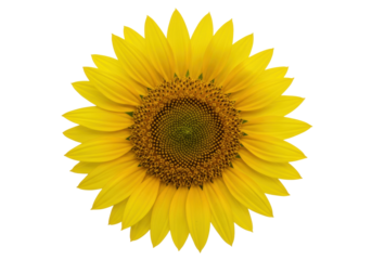Bright yellow sunflower isolated on transparent PNG, vibrant summer flower blossom for natural beauty and floral design