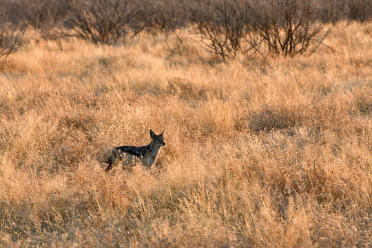 Sciacallo in Africa nel parco Etosha