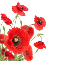 Obraz premium Bright red poppy flowers on white background