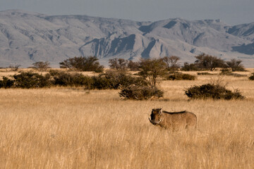 Facocero pumba in natura