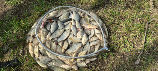 Fisherman catches a large haul of fish during a sunny afternoon by the riverbank