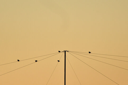 power lines in the sky with birds on a cable