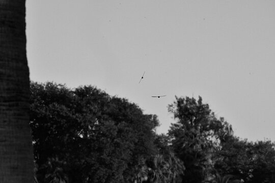trees with birds