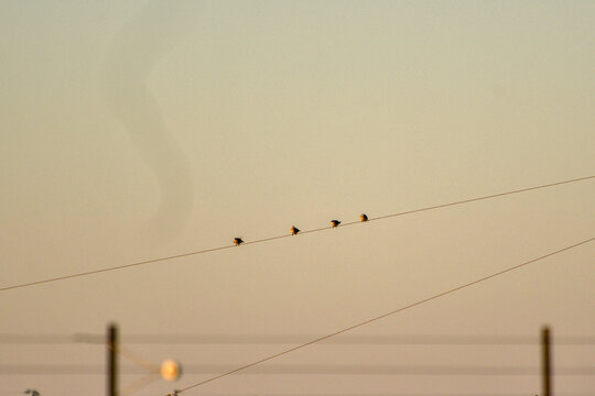 birds on a wire