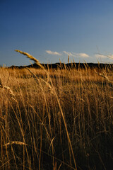 Obraz premium Golden dry grass in a field under a clear blue sky at sunset