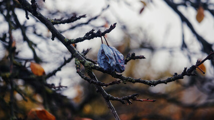 Withered plums hanging on tree branch