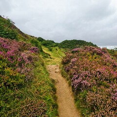 Tranquil Dirt Trail Through Purple Heather to Cavehill, Belfast