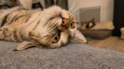 cat lying on the floor