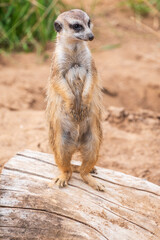 Meerkat, Suricata suricatta, on hind legs. Portrait of meerkat standing on hind legs with alert expression. Portrait of a funny meerkat sitting on its hind legs.