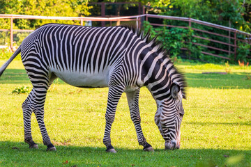 Grevy's zebra, lat Equus grevyi, also known as the imperial zebra eats green grass.