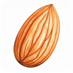 a watercolor almond art. A perfect nut for the recipe book