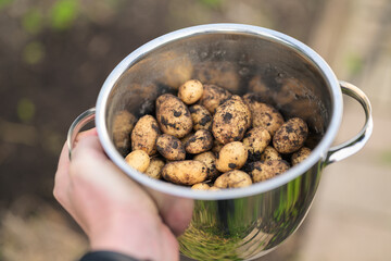 Potatoes in a metal pot in the hands of a gardener