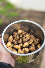 Potatoes in a metal pot in the hands of a gardener