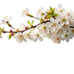 Obraz premium Blossoms, reflected in water, serene images capture the quiet beauty of nature on a white background. PNG