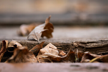 dried leaves on a wooden bridge