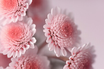 Smoke close-up selective soft focus pink chrysanthemum Flower bouquet on beige gray. Natural art blur neutral background.