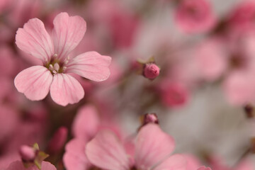 Obraz premium Smoke close-up selective soft focus cream pink Gypsophila, Vaccaria Flower bouquet on gray beige. Natural art blur background.