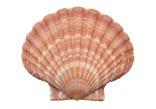 Pink scallop shell isolated, close-up of a beautiful seashell with ridges and texture for marine life and coastal decor