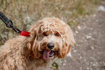 A close portrait of a charming curly brown dog of breed Labradoodle or Cavapoo outdoor. The breed of the dog is a cross between a poodle.