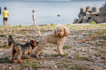Toy poodle brown outdoor in summer