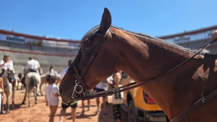 Majestic horse in sunny arena for equestrian event or competition. Spanish fiesta, bullfight arena